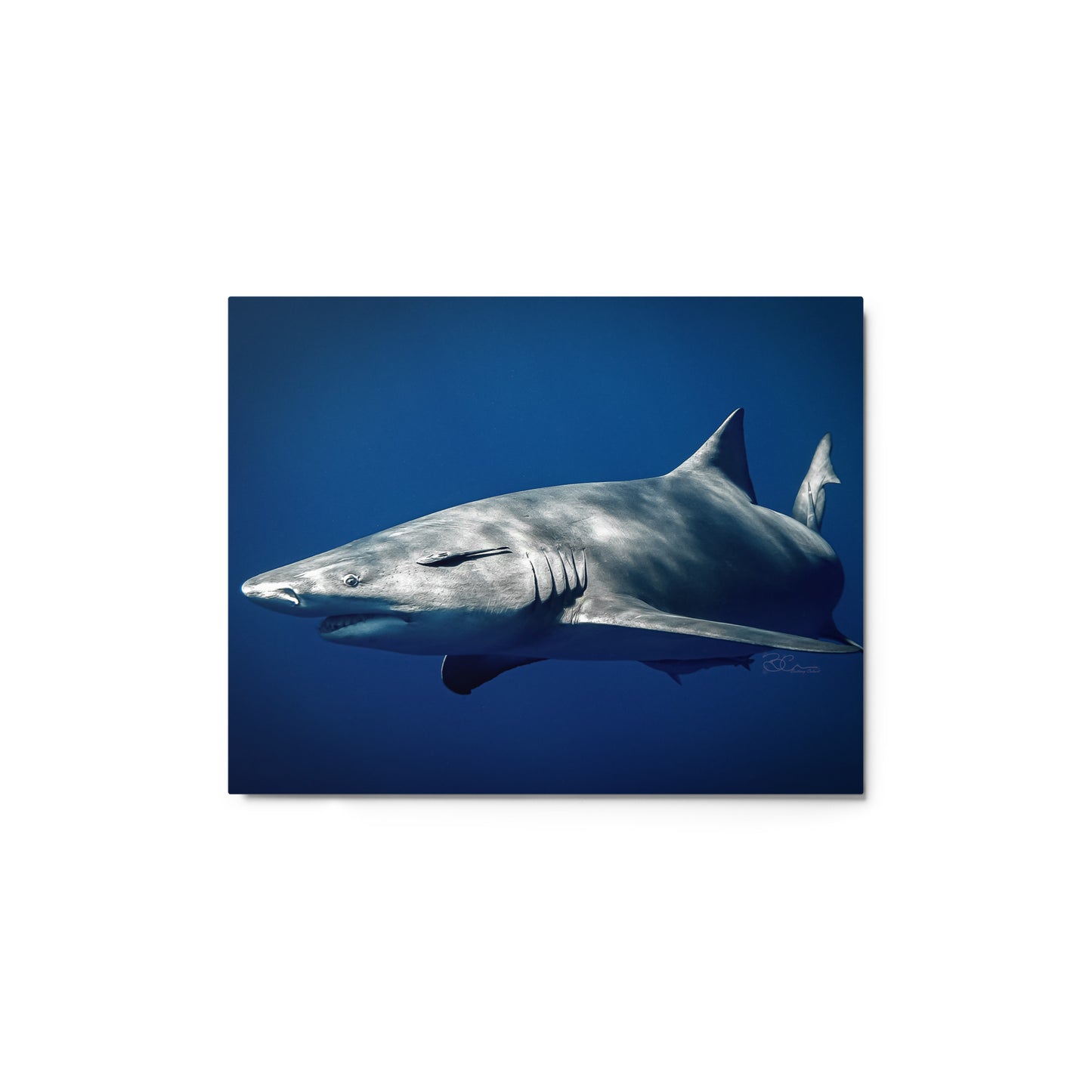 Lemon Shark - Metal print