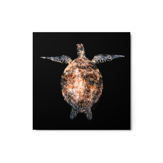 Sea Turtle - Metal print