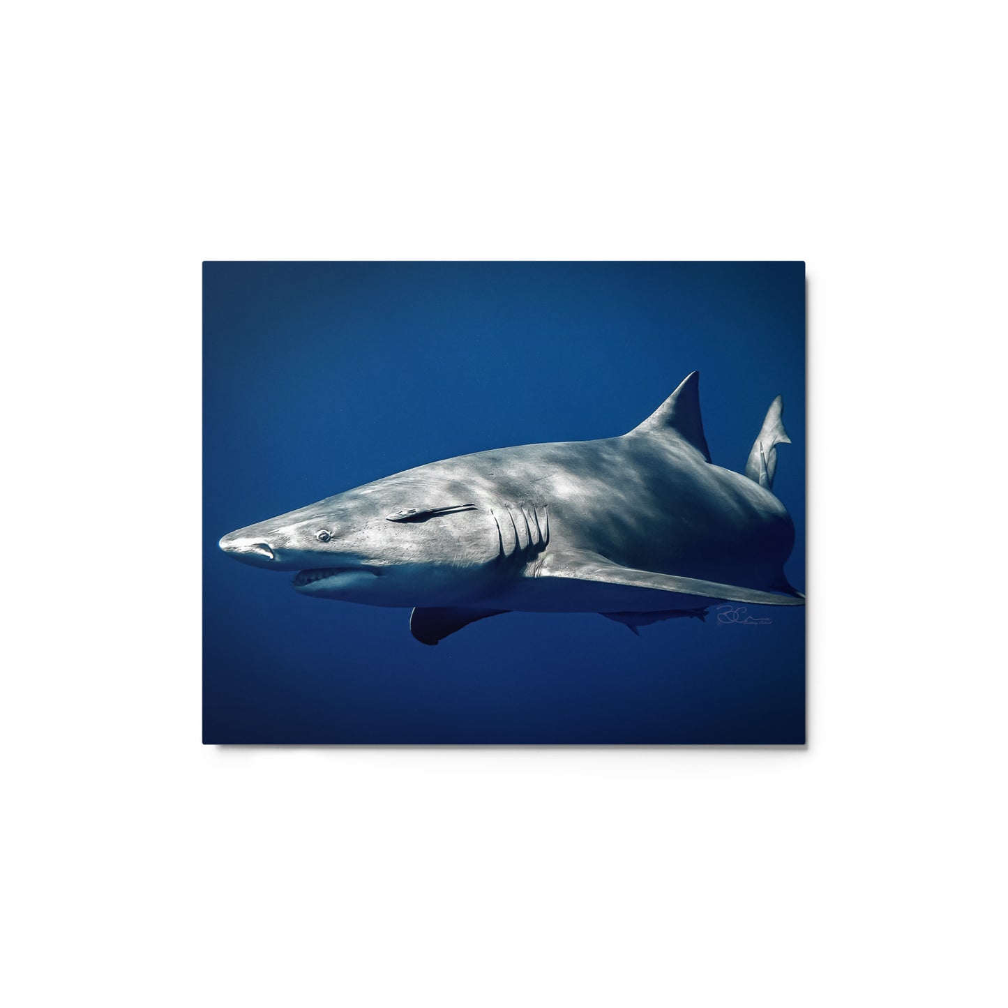 Lemon Shark - Metal print